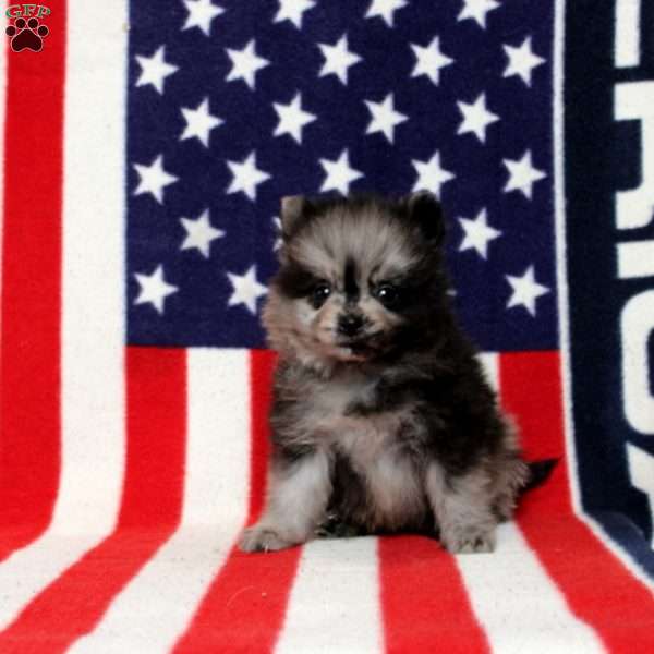 Xaiver, Pomeranian Puppy